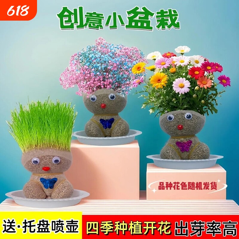 草头娃娃小盆栽草娃娃幼儿园绿植桌面迷你儿童植物水培种植开花
