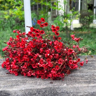 澳洲腊梅鲜花水培鲜枝干枝真花年宵花卉室内过年花冬季蜡梅鲜切花