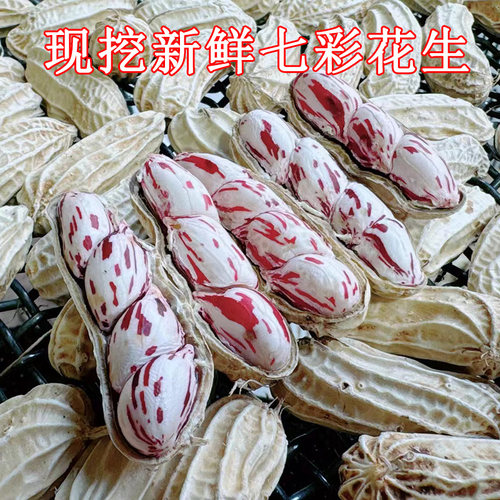 云南新货七彩花生带壳脆嫩农家现挖新鲜水果豹纹散装食用原味本地
