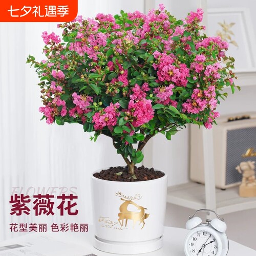 紫薇花树苗盆栽四季花卉植物庭院耐热绿植老桩盆景耐晒紫精灵开花