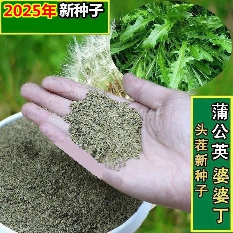 新产蒲公英种子籽野菜婆婆丁种植药食用种四季播种多年生种籽蔬菜,鲜花速递/花卉仿真/绿植园艺,其它园艺用品,淘宝优惠券,粉丝福利购,淘宝优惠卷