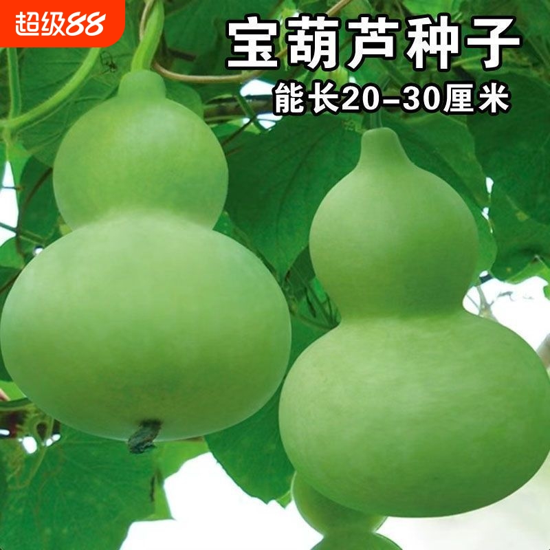 高产中号葫芦种子葫芦种籽八宝葫芦瓢可食用春秋四季阳台盆栽种子