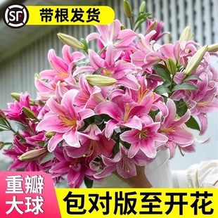 香水百合种球四季开花盆栽带花苞进口重瓣百合花球种子花苗鲜花卉