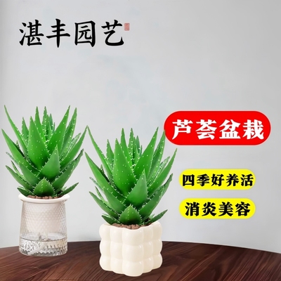 芦荟盆栽室内植物食用灌肤