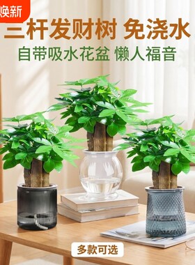 发财树小盆栽旺宅|超4000次加购