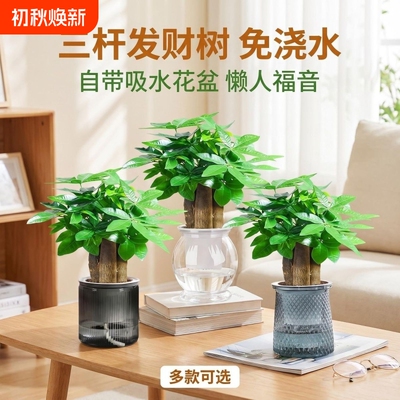 发财树小盆栽旺宅|超4000次加购