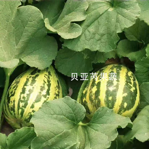 花美人甜瓜甜多汁正宗香瓜新鲜采摘应季水果农场现摘