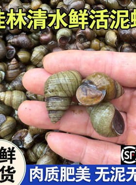广西桂林现捞鲜活螺蛳泥螺新鲜野生石螺小田螺特大号螺丝批发芝麻