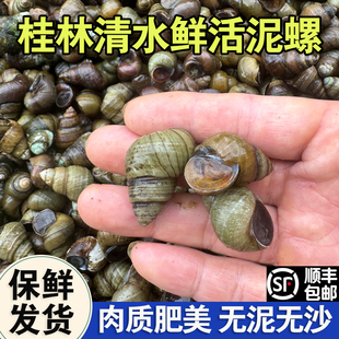 广西桂林现捞鲜活螺蛳泥螺新鲜野生石螺小田螺特大号螺丝批发芝麻
