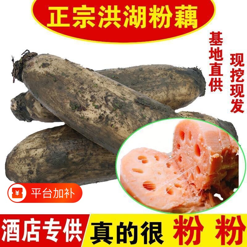 【不粉包赔】正宗洪湖粉藕湖北莲藕新鲜煲汤藕蜜汁糯米藕当日现挖