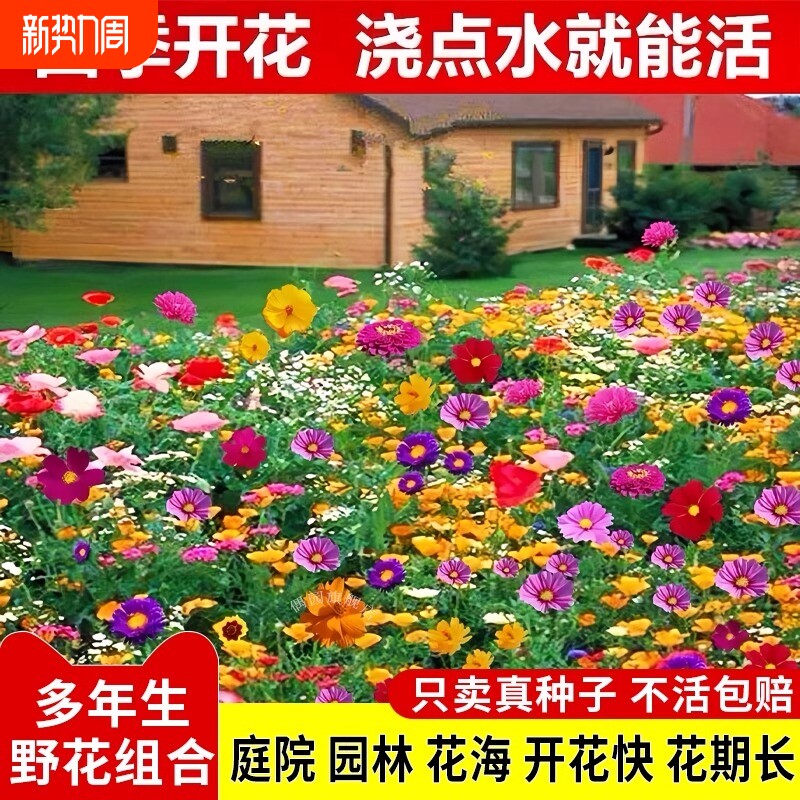 野花组合花种子花种籽子四季播种开花室外庭院格桑花籽太阳花种孑