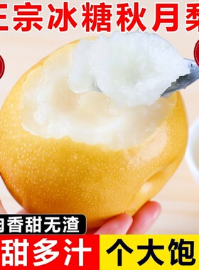 正宗秋月梨新玉梨新鲜水果大果9斤现摘不打蜡脆甜多汁冰糖梨整箱