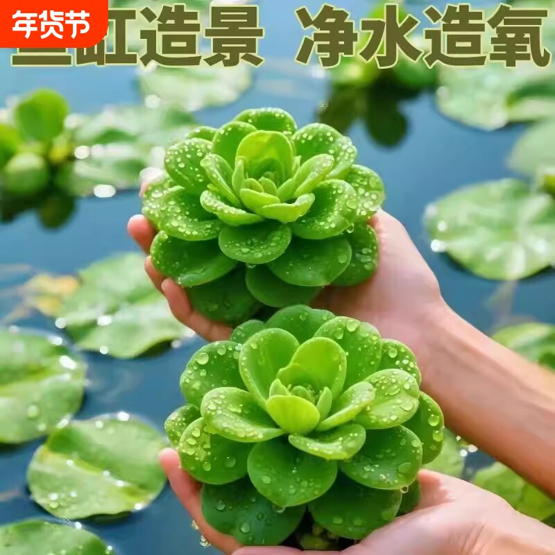 鱼缸水芙蓉造景绿植水生植物浮萍水草水鱼塘鱼池躲避室内摆件水草