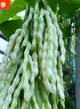 摘不败架豆王种子无筋四季豆高产四季豆角种籽子芸豆长豆角九粒