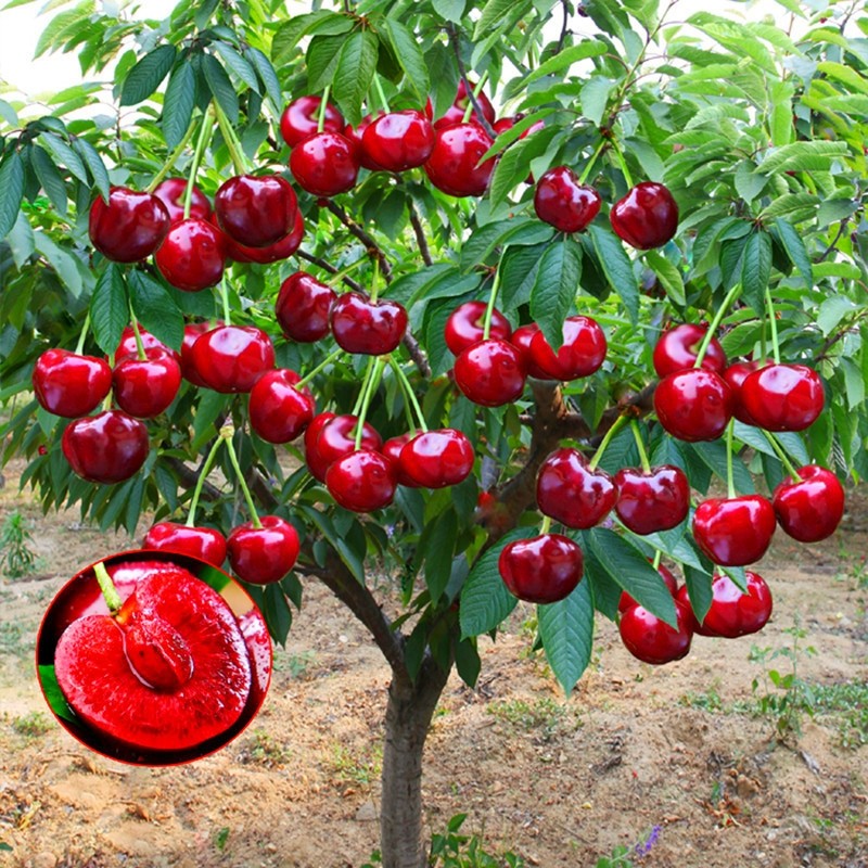 车厘子树苗樱桃树苖矮化果树南方北方种植盆栽庭院大樱桃苗大果,鲜花速递/花卉仿真/绿植园艺,果树,淘宝优惠券,粉丝福利购,淘宝优惠卷