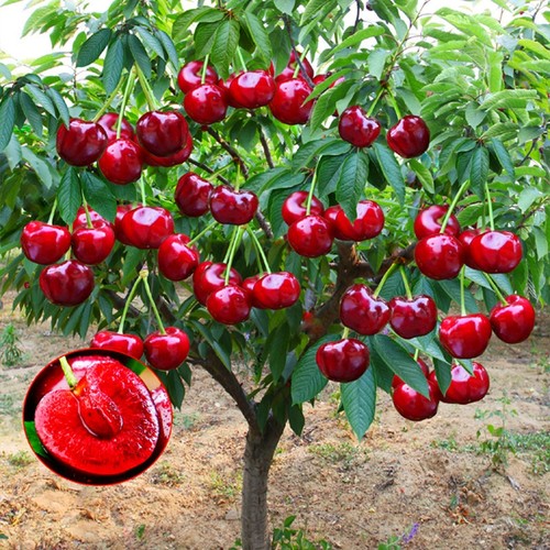 基地直销 新品特惠