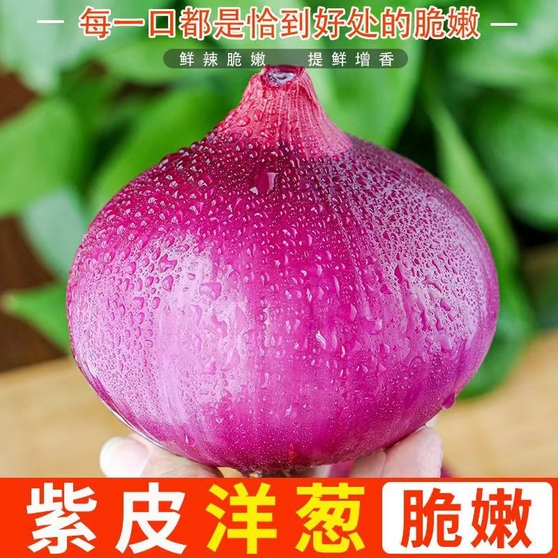 2025年现挖紫皮洋葱水果洋葱红皮洋葱脆嫩炒菜凉拌生吃蔬菜水果
