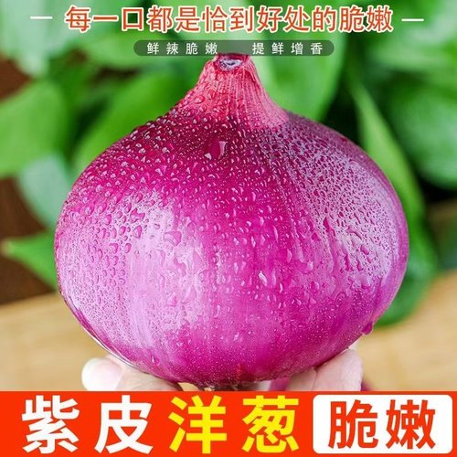 紫皮洋葱水果洋葱新鲜现挖农家自种蔬菜甜脆不辣可生吃凉拌好吃果