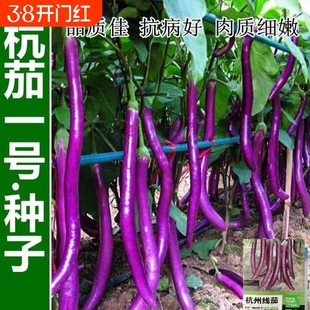 杭茄紫云线茄子高产特大线茄种子四季蔬菜种籽茄子蔬菜种子大全