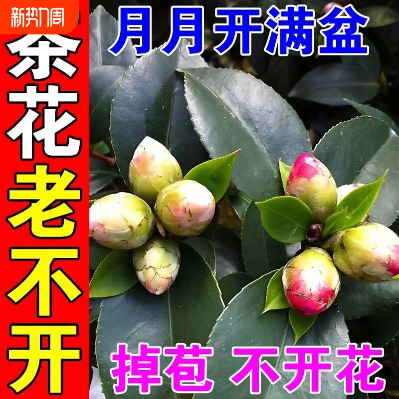 茶花专用肥促开花防黄叶山茶花黑斑病专用杀菌剂速效爆花催花素