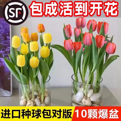 郁金香四季球根室内观赏花卉