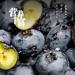 丹东花香蓝莓鲜果蓝莓新鲜人工采摘现摘