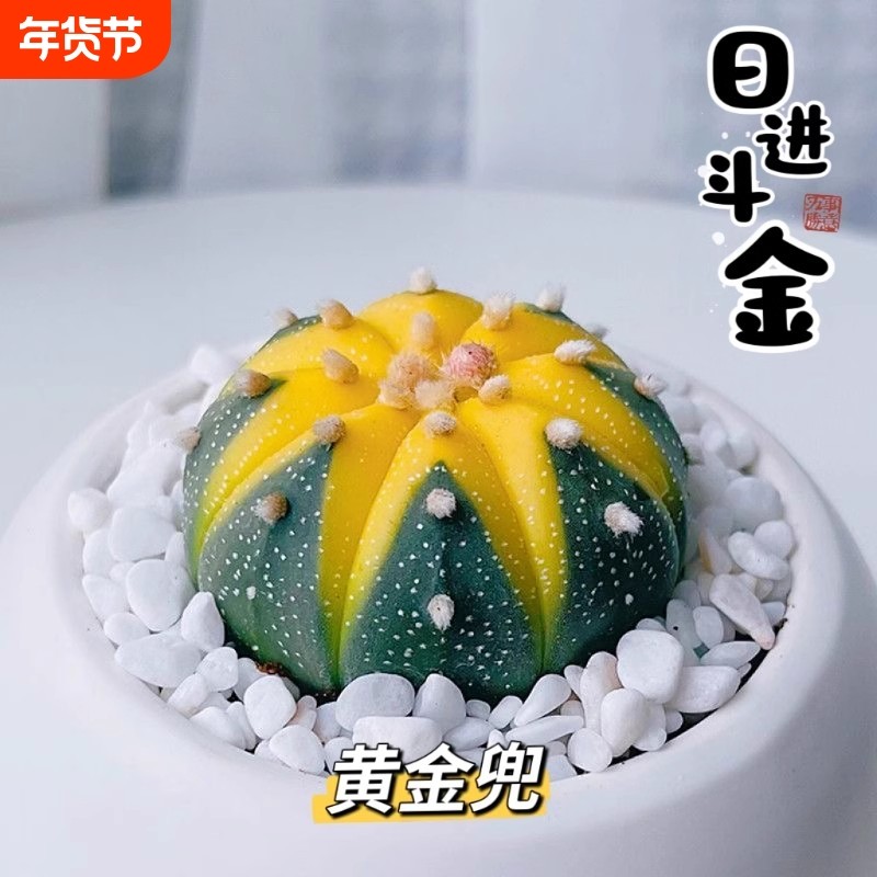 金兜兜星兜锦仙人球多肉植物办公室绿植花卉盆栽万重山耐寒美观,鲜花速递/花卉仿真/绿植园艺,多肉植物,淘宝优惠券,粉丝福利购,淘宝优惠卷