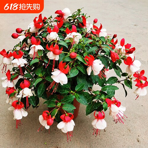 四季倒挂金钟盆栽吊钟海棠藤本灯笼花带花发垂吊室内庭院花苗开花
