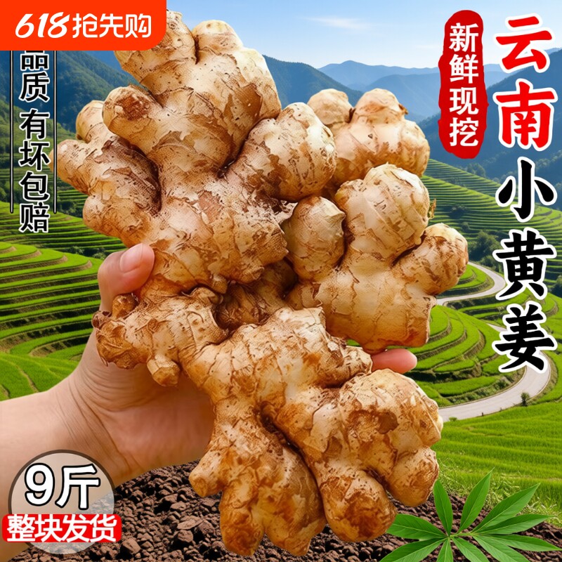 生姜老姜云南小黄姜3斤5斤9斤新鲜老姜现挖高山沙姜土姜种子蔬菜