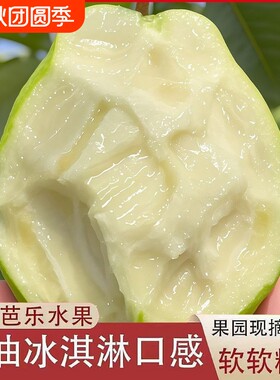 正宗广东白心芭乐软糯软心