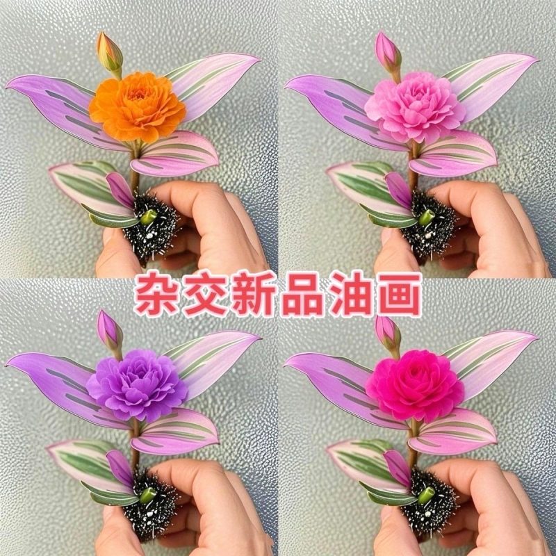 新品杂交开花油画婚礼吊兰盆栽水培观叶阳台植物绿植室内花卉