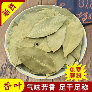 家用广西香叶绿月桂叶卤料去腥解腻提味增香香辛料调味料头茬新货