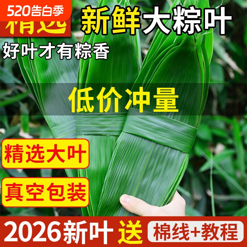 粽子叶新鲜大号包粽子专用端午节现摘新鲜粽子叶大号商用送棉线