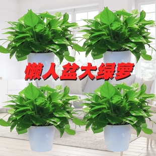 绿萝水培大盆栽好养室内除甲醛长藤垂吊大叶植物净化空气吊兰客厅
