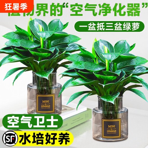 基地直销 新品特惠