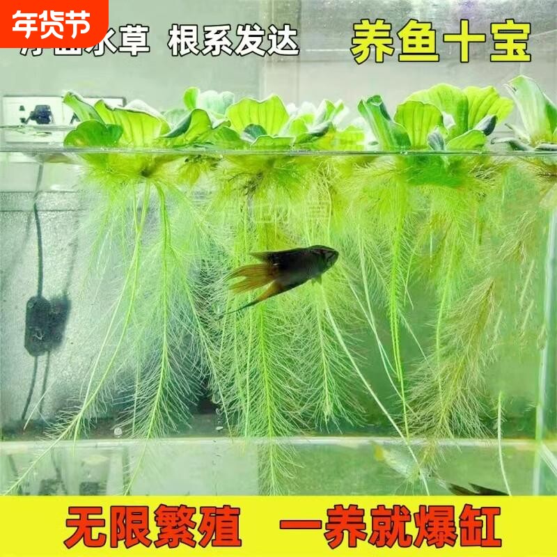 水芙蓉水培浮萍植物鱼塘庭院造景绿植鱼缸养鱼净化水质真水草浮萍
