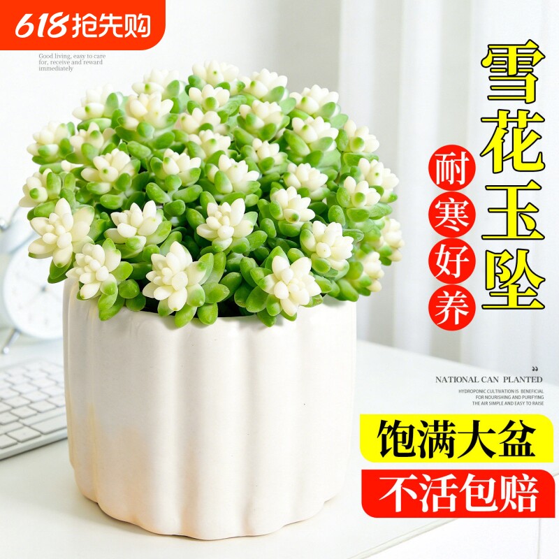 多肉植物雪花玉坠锦室内好养活多肉盆栽绿植花卉精品花盆防辐射
