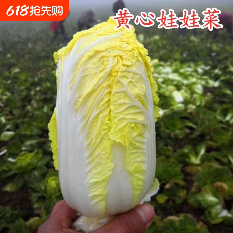 贝贝娃娃菜种子白菜籽庭院种菜阳台盆栽蔬菜四季播黄金娃娃菜种子