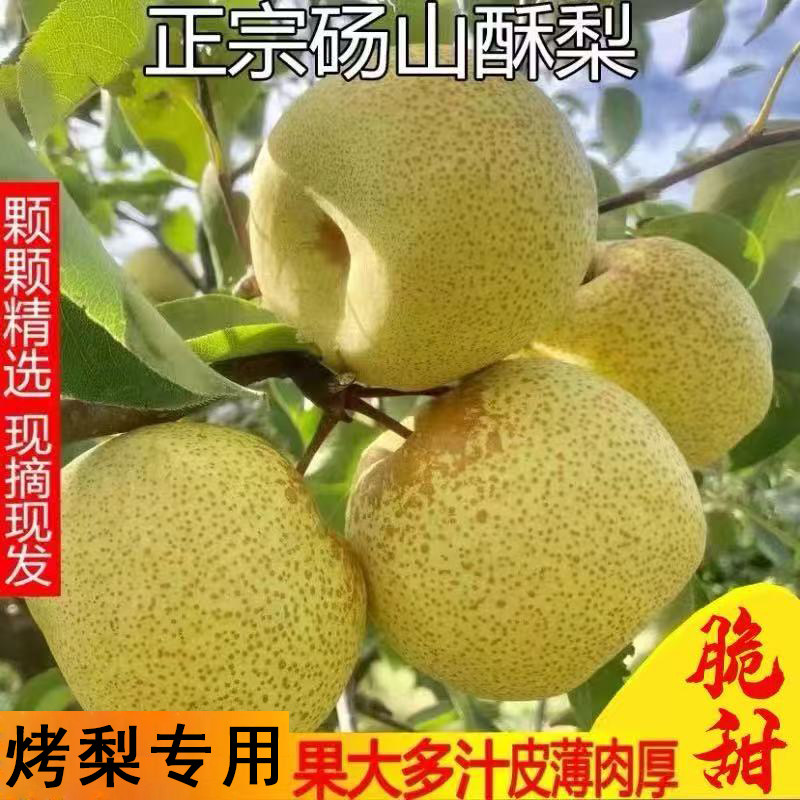安徽砀山酥梨百年梨正宗酥梨烤梨专用梨新鲜薄皮脆甜多汁化痰止咳,水产肉类/新鲜蔬果/熟食,梨,淘宝优惠券,粉丝福利购,淘宝优惠卷