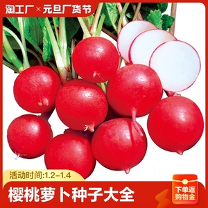 樱桃萝卜种子大全水果菜籽四季种孑阳台盆栽蔬菜种籽开花罗卜疏菜