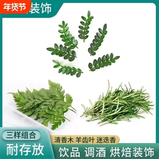 鸡尾酒装饰叶子新鲜清香木迷迭香羊齿叶烘焙蛋糕甜品调酒庭院厨房
