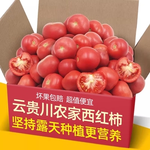 农家自种现摘自然熟沙瓤水果西红柿新鲜蔬菜普罗旺斯小番茄