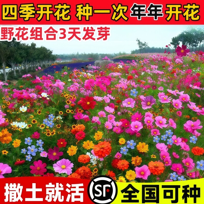 野花组合花种子菊花种籽子四季格桑花大全太阳花重瓣大花牵牛花