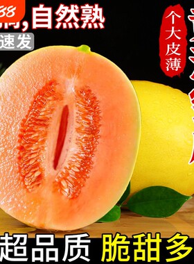 陕西黄河蜜甜瓜哈密瓜当季新鲜水果沙漠黄金蜜瓜香瓜正宗整箱现摘