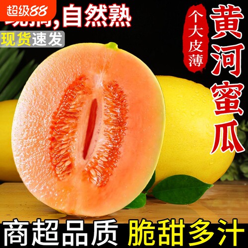 陕西黄河蜜甜瓜哈密瓜当季新鲜水果沙漠黄金蜜瓜香瓜正宗整箱现摘