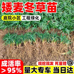 矮麦冬草苗日本玉龙草耐寒耐旱别墅庭院小区草坪绿化植物带土冬季