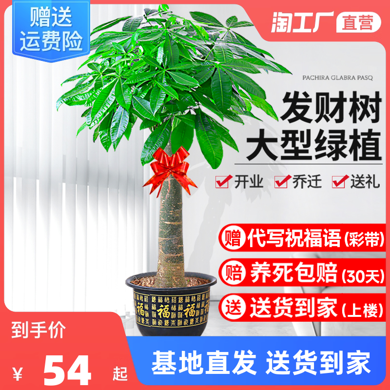 发财树盆栽室内好养大型招财树绿植物客厅办公室开业花卉盆景甲醛怎么看?