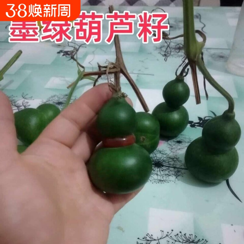 超小翠玉葫芦种子翡翠墨绿籽器新品平底稳坐墨绿葫芦种子紫皮新鲜