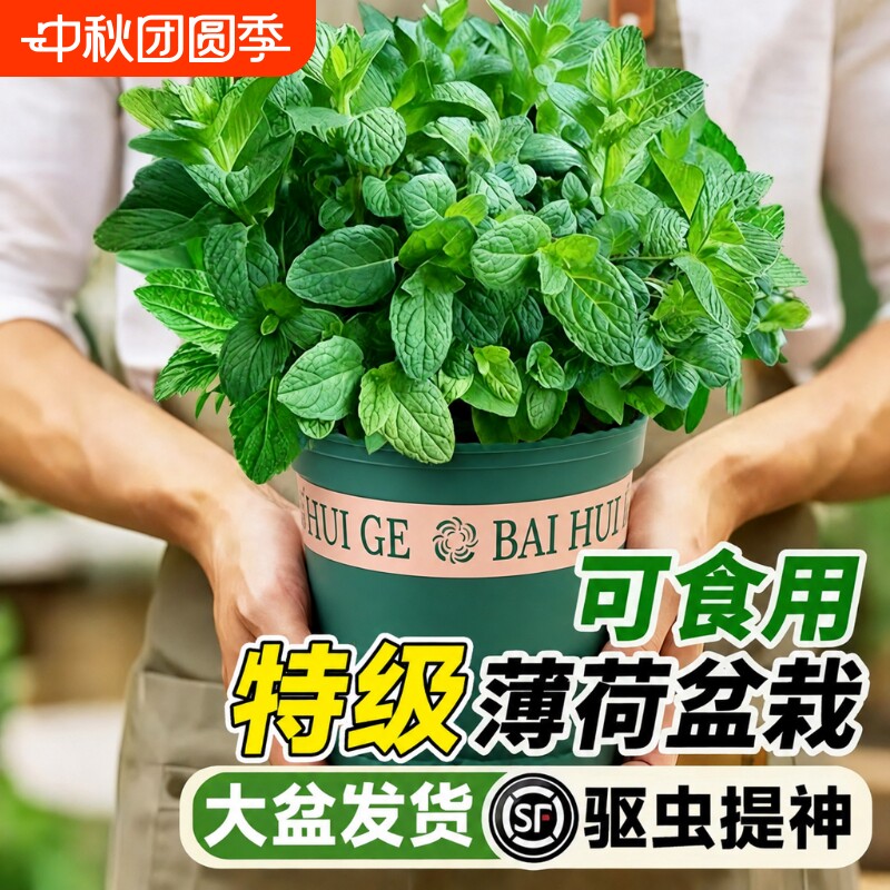 薄荷盆栽可食用植物迷迭香留兰香薄荷大苗叶室内桌面绿植四季好养图片