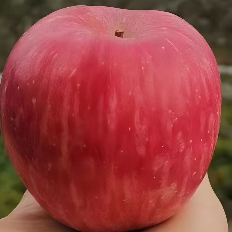 苹果大果脆甜多汁，皮薄肉厚，